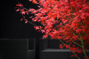 red-maple-5385956_1920
